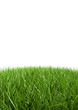herbe détouré