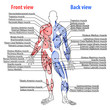 anatomy, muscles