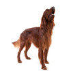 Irish Setter
