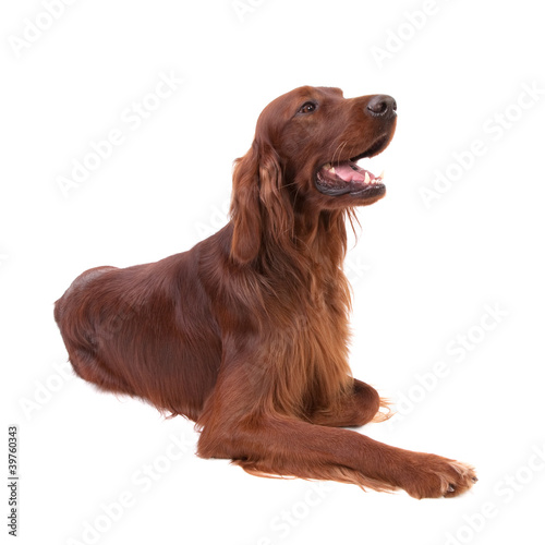 Photo: Irish Setter Irish Setter