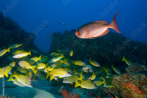 Photo: Underwater life Underwater life