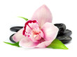 Orchid on the black stones