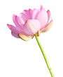 Isolated Lotus on the stem