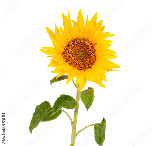 Foto: sunflower isolated sunflower isolated