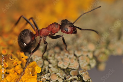 Photo: Ant - Formica Ant - Formica