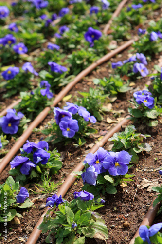 Photo: Pansy flowers Pansy flowers