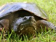 Common Snapping Turtle (Chelyd...