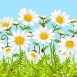 Vector: Vector seamless horizontal background with camomile Vector seamless horizontal background with camomile