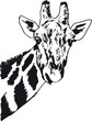 Vector: Sketch of giraffe head. Vector illustration Sketch of giraffe head. Vector illustration