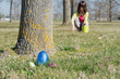 Pâques - chasse aux oeufs Pâques - chasse aux oeufs