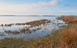 Marshy area in a Dutch nature reserve
