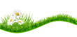 daisies banner
