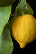 Lemon with leaves. Lemon with leaves.