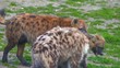 hyena