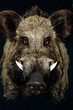 wild boar