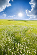 Big field of flowers on sunrise.
