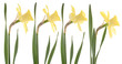 daffodil