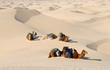 dromadaire sahara 3