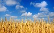 Wheat