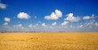 Wheat field