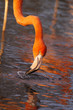 Chileflamingo