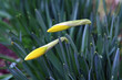 narcissuses
