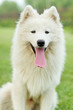 Samoyed sled dog