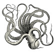 Pieuvre (Octopus vulgaris)
