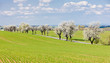 spring landscape with a road, Czech Republic