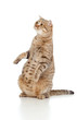 Pregnant cat with nice belly sitting isolated on white Pregnant cat with nice belly sitting isolated on white