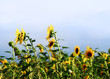 Sunflowers field