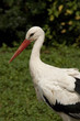 Storch