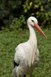 Storch