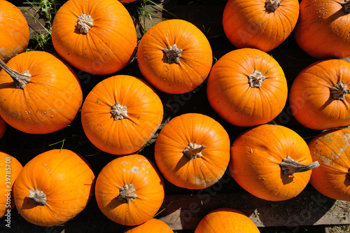 Photo: pumpkins background pumpkins background