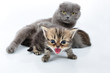 shouting baby kitten with the family