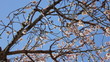Video: almond flowers almond flowers