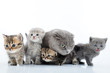 cats family portrait