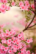 Pink azalea