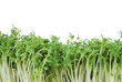 Photo: Isolated Garden Cress Sprouts Isolated Garden Cress Sprouts