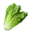 Photo: Romain Lettuce isolated on white Romain Lettuce isolated on white