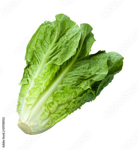 Photo: Romain Lettuce isolated on white Romain Lettuce isolated on white
