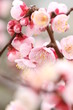 Foto: ウメ ウメ