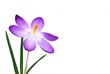 Leinwanddruck Bild - crocus