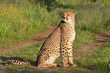 cheetah on the road,Namibia cheetah on the road,Namibia