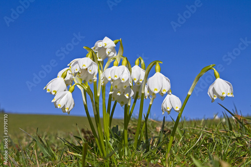 Foto: Frühlingsknotenblume Frühlingsknotenblume