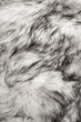 Foto: Polar fox fur texture Polar fox fur texture