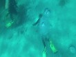 Dive