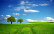 Green field in spring