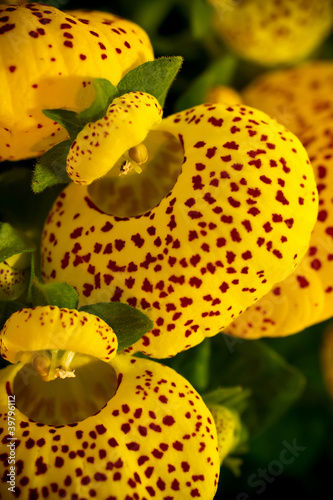 Foto: Yellow calceolaria. Yellow calceolaria.