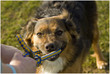 Dog_Play_Head_On